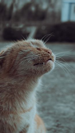 cat, pet, cat Wallpaper 640x1136