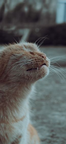 cat, pet, cat Wallpaper 1080x2340