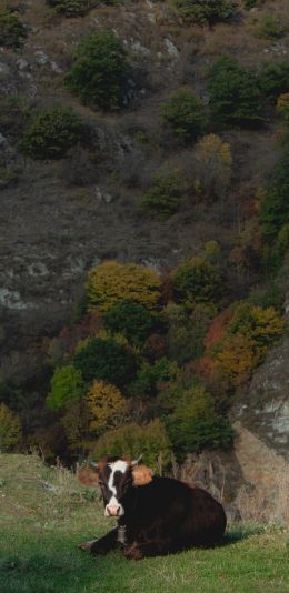 cow, cow, in the mountains Wallpaper 1080x2220