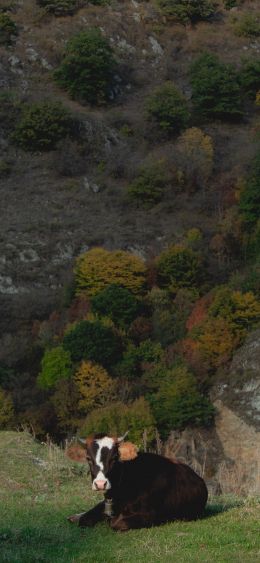 cow, cow, in the mountains Wallpaper 1080x2340