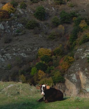 Обои 3456x4229 корова, буренка, в горах