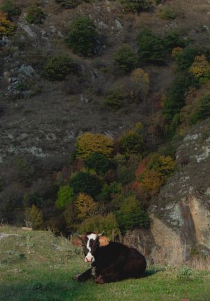 Обои 1668x2388 корова, буренка, в горах