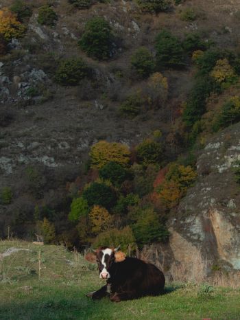 Обои 1536x2048 корова, буренка, в горах