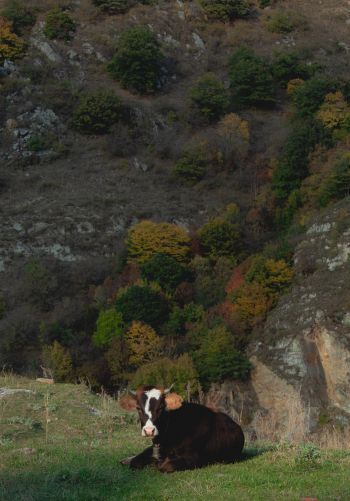 Обои 1668x2388 корова, буренка, в горах