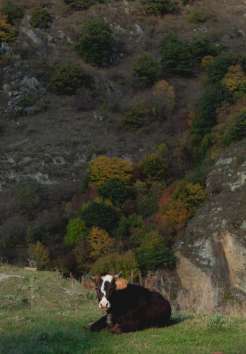 Обои 1640x2360 корова, буренка, в горах