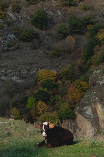 cow, cow, in the mountains Wallpaper 640x960