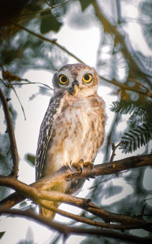 owl, young owl, bird Wallpaper 1752x2800