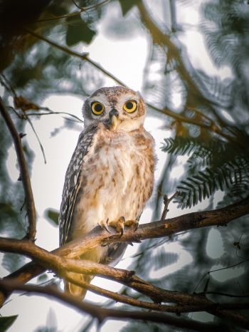 owl, young owl, bird Wallpaper 1668x2224