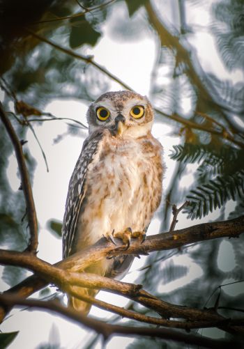 owl, young owl, bird Wallpaper 1668x2388