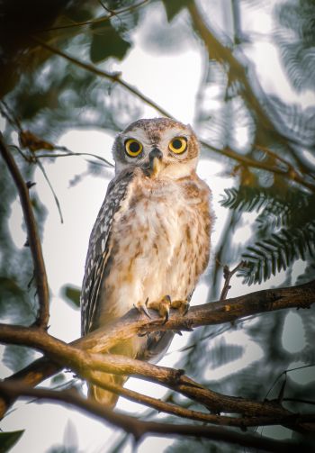 owl, young owl, bird Wallpaper 1640x2360
