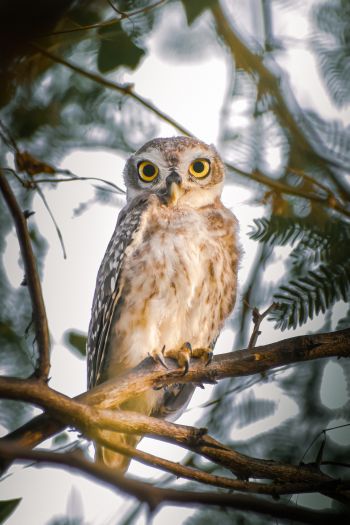 owl, young owl, bird Wallpaper 640x960