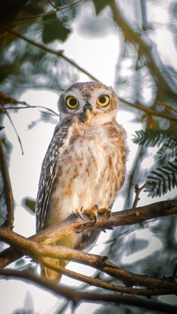 owl, young owl, bird Wallpaper 640x1136