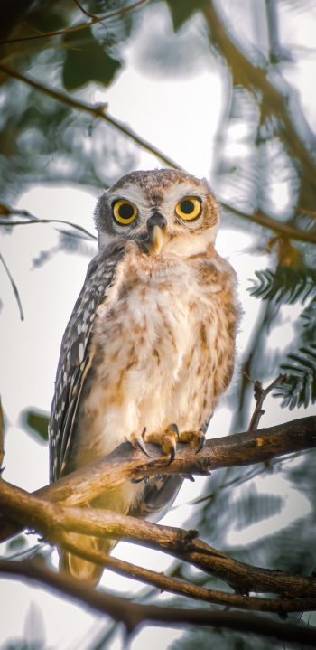 owl, young owl, bird Wallpaper 1080x2220