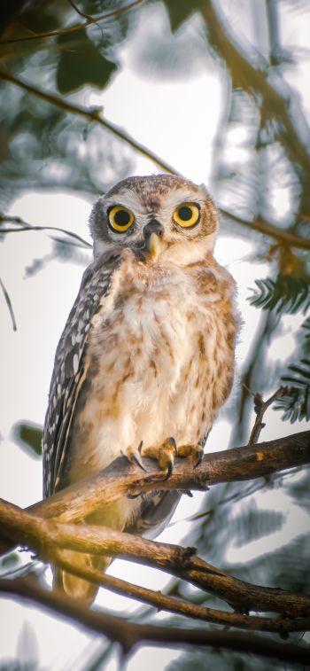 owl, young owl, bird Wallpaper 1170x2532