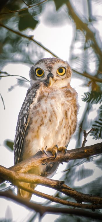 owl, young owl, bird Wallpaper 1080x2340