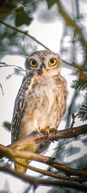 owl, young owl, bird Wallpaper 1440x3200