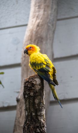 Zoo, Zurich, Switzerland, parrot Wallpaper 600x1024