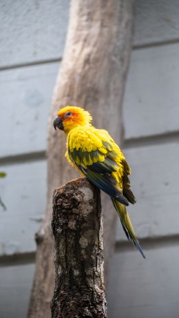 Zoo, Zurich, Switzerland, parrot Wallpaper 640x1136