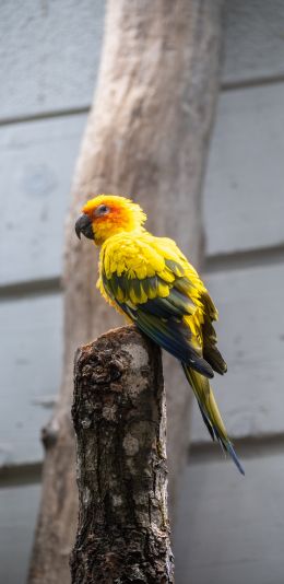 Zoo, Zurich, Switzerland, parrot Wallpaper 1080x2220