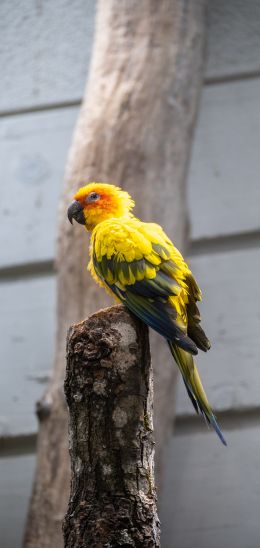 Zoo, Zurich, Switzerland, parrot Wallpaper 1080x2280