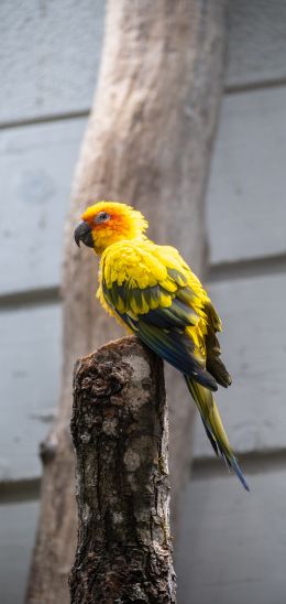 Zoo, Zurich, Switzerland, parrot Wallpaper 720x1520