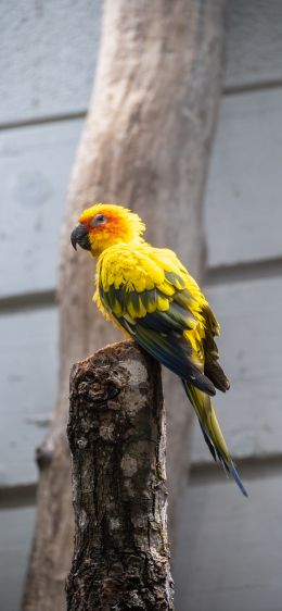 Zoo, Zurich, Switzerland, parrot Wallpaper 1170x2532