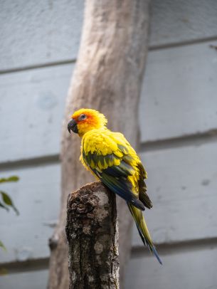 Zoo, Zurich, Switzerland, parrot Wallpaper 2048x2732