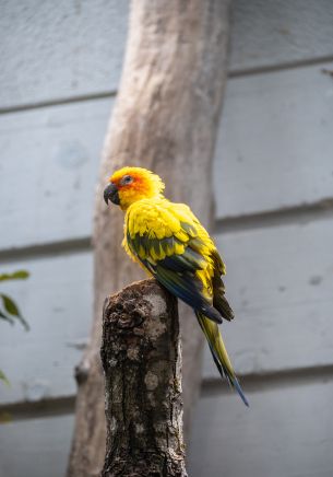 Zoo, Zurich, Switzerland, parrot Wallpaper 1668x2388