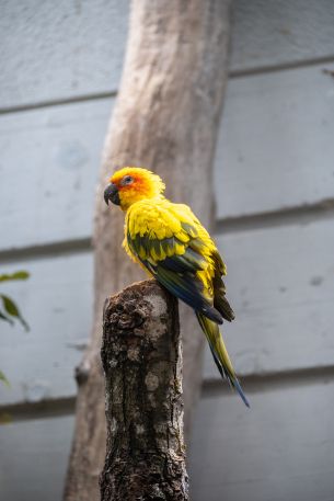 Zoo, Zurich, Switzerland, parrot Wallpaper 3712x5568