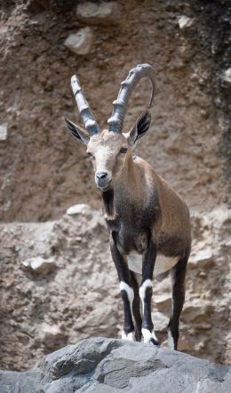 Zoo, Zurich, Switzerland, mountain goat Wallpaper 600x1024