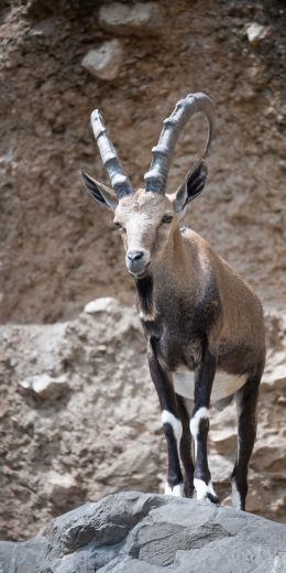 Zoo, Zurich, Switzerland, mountain goat Wallpaper 720x1440