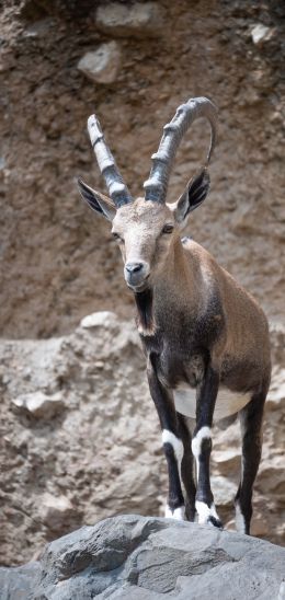 Zoo, Zurich, Switzerland, mountain goat Wallpaper 1440x3040