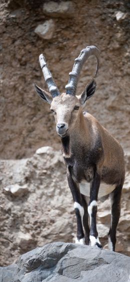 Zoo, Zurich, Switzerland, mountain goat Wallpaper 1242x2688