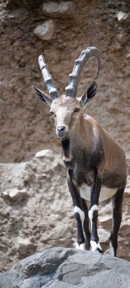 Zoo, Zurich, Switzerland, mountain goat Wallpaper 1080x2400