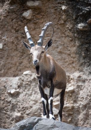 Zoo, Zurich, Switzerland, mountain goat Wallpaper 1668x2388