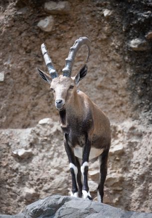 Zoo, Zurich, Switzerland, mountain goat Wallpaper 1640x2360