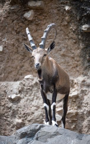 Zoo, Zurich, Switzerland, mountain goat Wallpaper 1600x2560