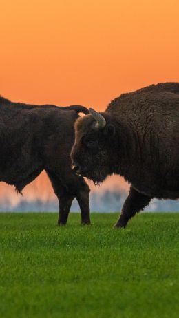 Krynki, Poland, two bison Wallpaper 1440x2560