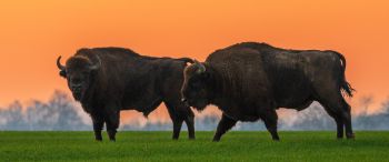 Krynki, Poland, two bison Wallpaper 3440x1440