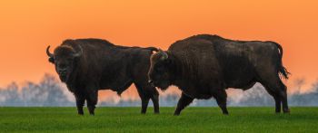 Krynki, Poland, two bison Wallpaper 2560x1080