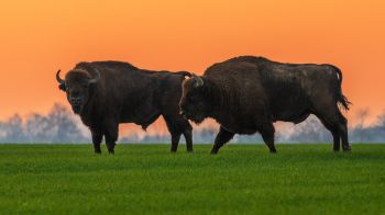 Krynki, Poland, two bison Wallpaper 1920x1080
