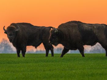 Krynki, Poland, two bison Wallpaper 800x600