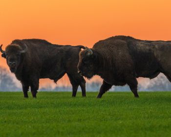 Krynki, Poland, two bison Wallpaper 1280x1024