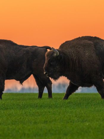 Krynki, Poland, two bison Wallpaper 1668x2224