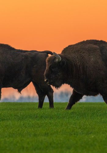 Krynki, Poland, two bison Wallpaper 1668x2388