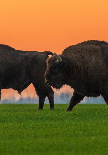 Krynki, Poland, two bison Wallpaper 1640x2360