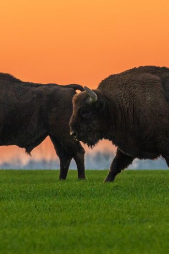 Krynki, Poland, two bison Wallpaper 640x960