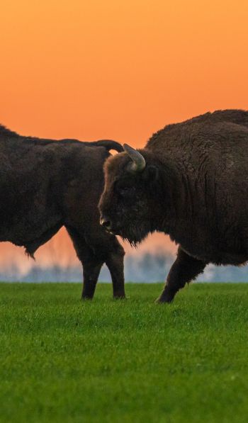 Krynki, Poland, two bison Wallpaper 600x1024