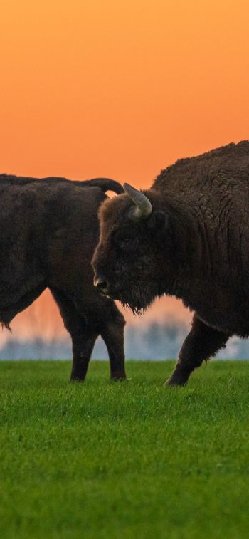 Krynki, Poland, two bison Wallpaper 1125x2436