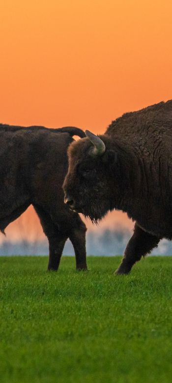 Krynki, Poland, two bison Wallpaper 720x1600